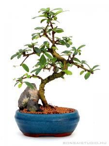 belteri bonsai szoba bonsai ficus ulmus carmona serissa es mas bonsaj fa kinalat rendelheto vasarlasi lehetoseg