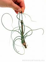 Tillandsia butzii}