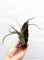 Tillandsia caput- medusae