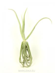 Tillandsia duratii
