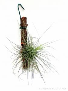 Tillandsia fuchsii forma gracilis