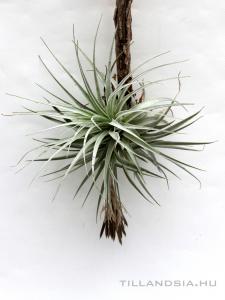 Tillandsia gardneri