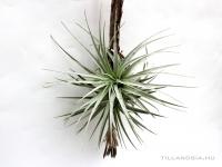 Tillandsia gardneri