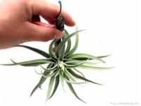 Tillandsia harrisii- szilfán