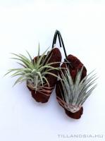 Tillandsia ionantha 'Ionantha'