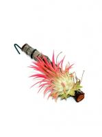 Tillandsia ionantha 'Rubra'}