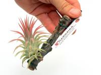 Tillandsia ionantha 'Rubra'}