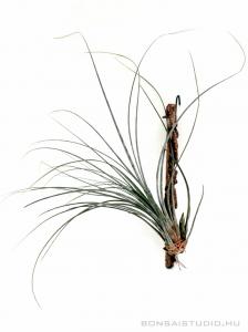 Tillandsia juncea