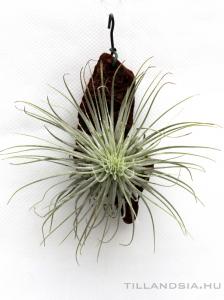 Tillandsia magnusiana