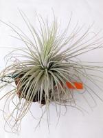 Tillandsia magnusiana
