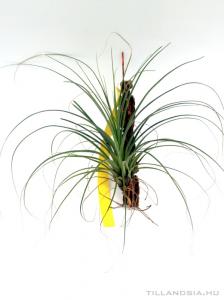 Tillandsia punctulata