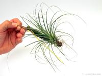 Tillandsia punctulata}