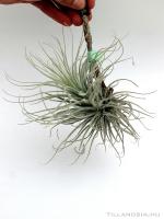 Tillandsia tectorum