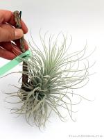 Tillandsia tectorum}