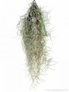 Tillandsia usneoides- közepes (20g)