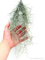 Tillandsia usneoides- közepes (20g)
