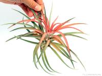 Tillandsia velutina