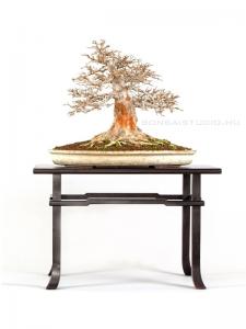 Acer buergerianum 40 cm-es bonsai