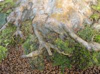 Acer buergerianum 40 cm-es bonsai}