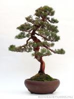 Juniperus chinensis  ' Itoigawa ' bunjin bonsai 
