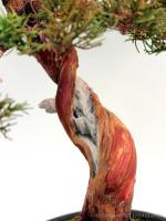 Juniperus chinensis  ' Itoigawa ' bunjin bonsai }