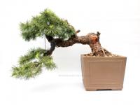 Larix decidua kaszkád bonsai}