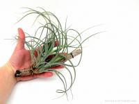 Tillandsia baileyi 01.