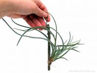 Tillandsia baileyi 02.