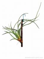 Tillandsia baileyi 02.}