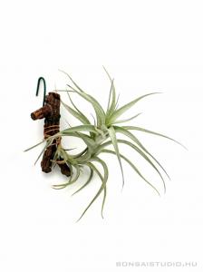 Tillandsia albida 01.