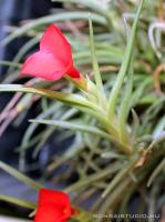 Tillandsia albertiana 01.