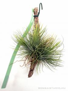 Tillandsia andreana telep 01.