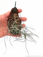 Tillandsia usneoides x mallemontii 01.