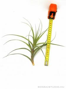 Tillandsia incarnata