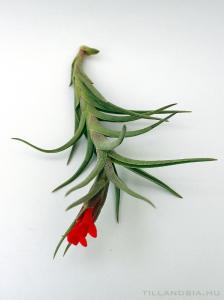 Tillandsia edithae x albertiana - kötözetlen