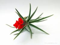 Tillandsia edithae x albertiana - kötözetlen