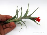 Tillandsia edithae x albertiana - kötözetlen}