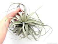 Tillandsia xerographica 02.