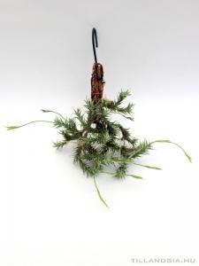 Tillandsia tricholepsis telep 01.