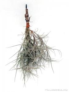 Tillandsia usneoides x mallemontii