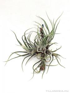 Tillandsia pruinosa telep 01.