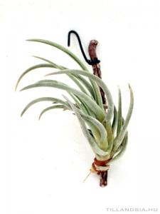 Tillandsia schiedeana var. Glabrior