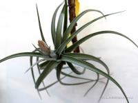 Tillandsia ixioides