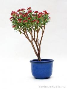 tetragona bonsai