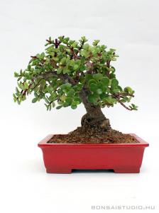 portulacaria afra elefantcserje bonsai