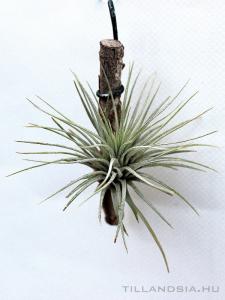 Tillandsia argentea (Kuba)
