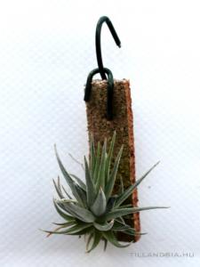 Tillandsia loliacea