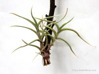 Tillandsia retorta