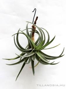 Tillandsia sp. aff. hondurensis 'Zebrinus'