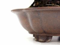 Juniperus chinensis 'Itoigawa' - Japán bonsai}